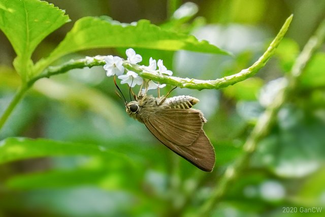 Badamia exclamationis • © Gan Cheong Weei • CC BY-NC 4.0