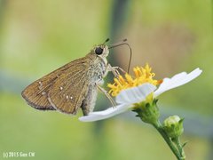 Borbo cinnara