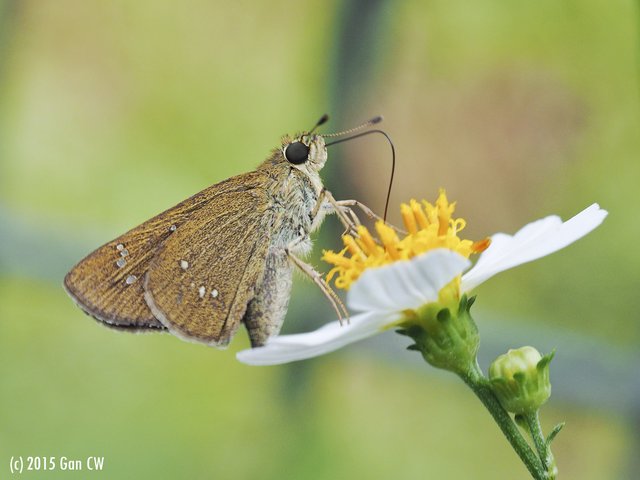Borbo cinnara • © Gan Cheong Weei • CC BY-NC 4.0