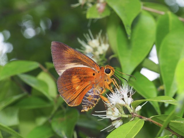 Burara etelka • © Gan Cheong Weei • CC BY-NC 4.0