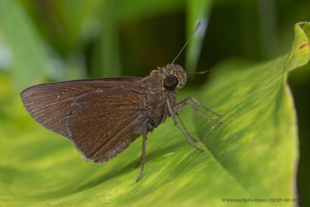 Caltoris bromus bromus • © Marcus Ng Fu Chuan • CC BY-NC-ND 4.0