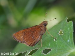 Caltoris cormasa (Hewitson, 1876)