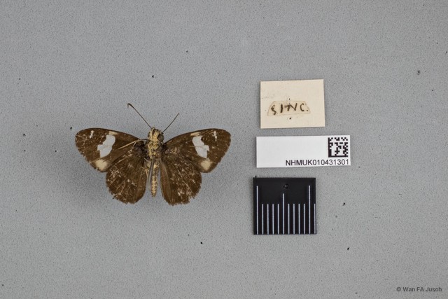 Celaenorrhinus asmara