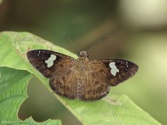 Celaenorrhinus asmara • © Gan Cheong Weei • CC BY-NC 4.0