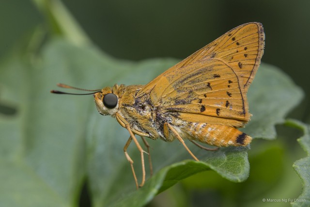 Cephrenes trichopepla • © Marcus Ng Fu Chuan • All Rights Reserved