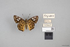 Coladenia indrani subsp. "cf. uposatha" • © Wan FA Jusoh • All Rights Reserved