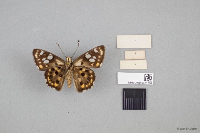 Coladenia indrani subsp. "cf. uposatha"