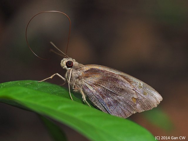 Gangara thyrsis thyrsis • © Gan Cheong Weei • CC BY-NC 4.0
