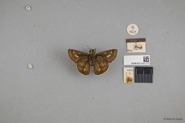 Halpe sp. "cf. homolea"