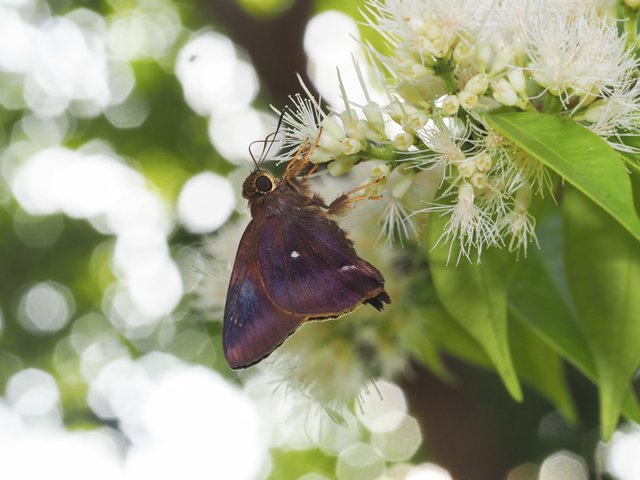 Hasora badra badra • © Gan Cheong Weei • CC BY-NC 4.0