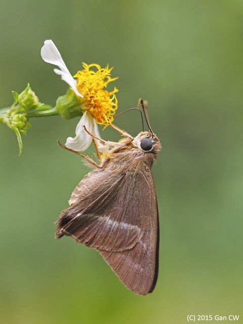 Hasora chromus chromus • © Gan Cheong Weei • CC BY-NC 4.0