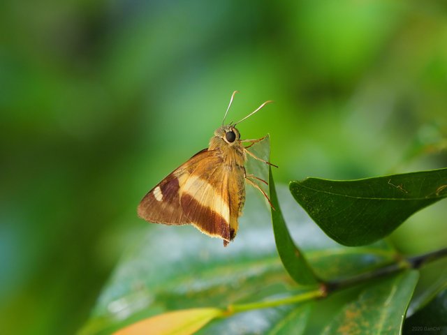 Hasora schoenherr chuza • © Gan Cheong Weei • CC BY-NC 4.0