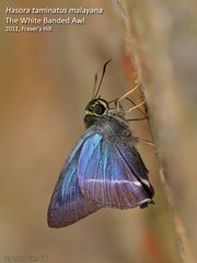Hasora taminatus malayana