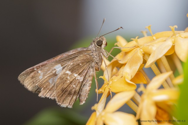 Hyarotis adrastus praba • © Marcus Ng Fu Chuan • CC BY-NC-ND 4.0