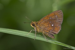 Iambrix salsala salsala