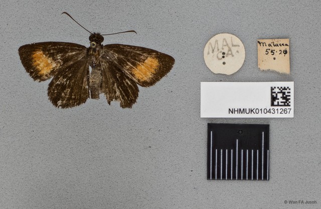 Idmon obliquans obliquans