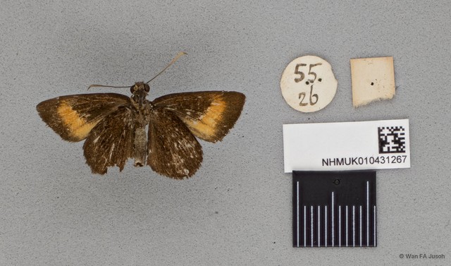 Idmon obliquans obliquans