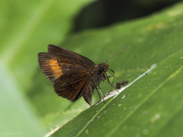 Idmon obliquans obliquans • © Gan Cheong Weei • CC BY-NC 4.0
