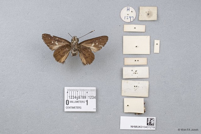 Isma protoclea