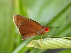 Matapa aria