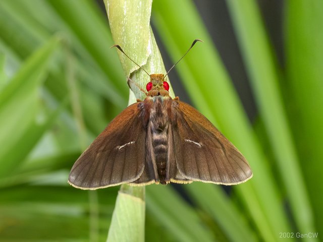 Matapa aria