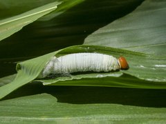 Matapa aria • © Gan Cheong Weei • CC BY-NC 4.0
