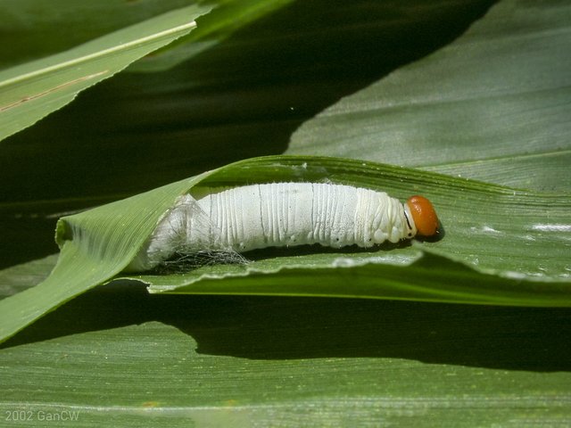 Matapa aria