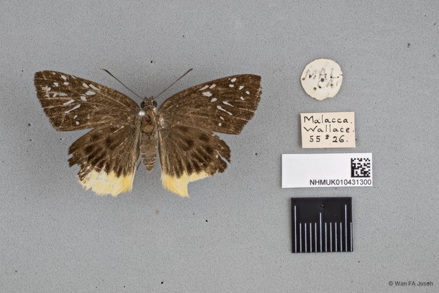 Mooreana trichoneura