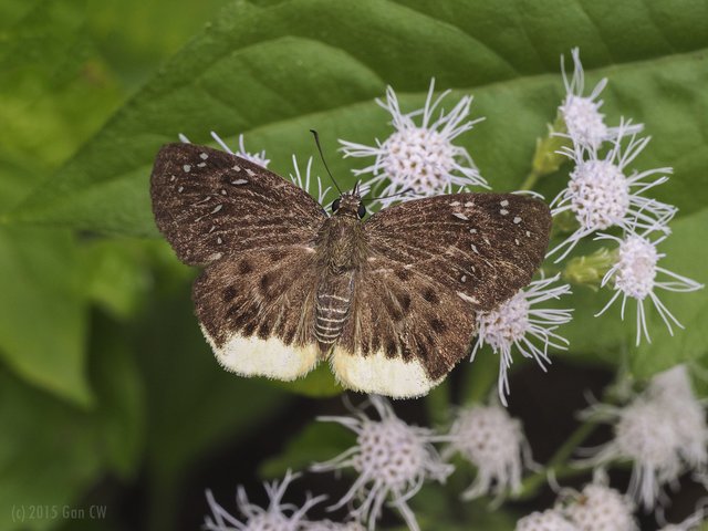 Mooreana trichoneura • © Gan Cheong Weei • CC BY-NC 4.0