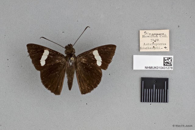Notocrypta clavata subsp. "cf. clavata" • © Wan FA Jusoh • All Rights Reserved