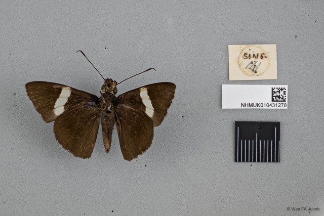 Notocrypta clavata subsp. "cf. clavata"