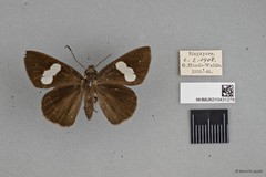 Notocrypta paralysos varians • © Wan FA Jusoh • All Rights Reserved