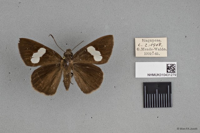 Notocrypta paralysos varians