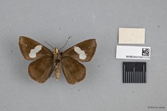 Notocrypta paralysos varians • © Wan FA Jusoh • All Rights Reserved
