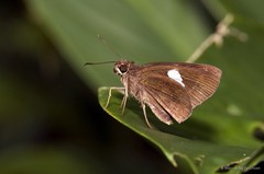 Notocrypta paralysos