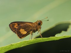 Oriens paragola