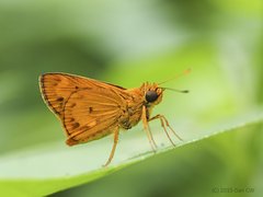 Oriens gola pseudolus