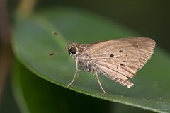 Pelopidas mathias mathias