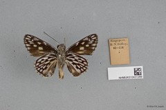 Plastingia naga • © Wan FA Jusoh • All Rights Reserved
