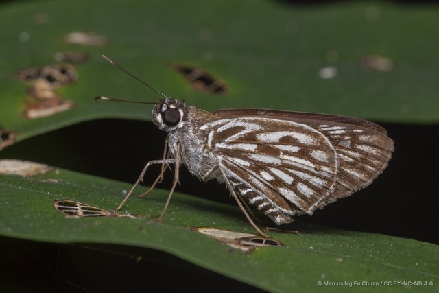 Plastingia naga • © Marcus Ng Fu Chuan • CC BY-NC-ND 4.0