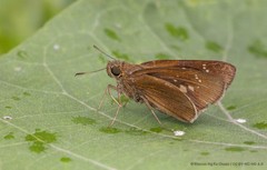 Polytremis lubricans lubricans