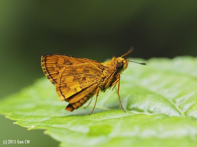 Potanthus ganda • © Gan Cheong Weei • CC BY-NC 4.0