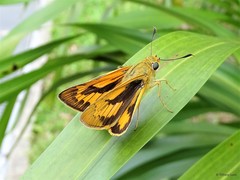 Potanthus omaha omaha