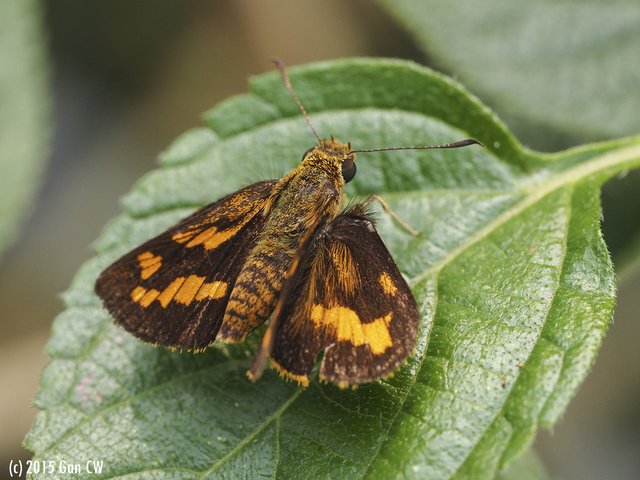 Potanthus serina • © Gan Cheong Weei • CC BY-NC 4.0