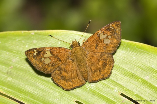 Pseudocoladenia eacus dhyana • © Marcus Ng Fu Chuan • All Rights Reserved