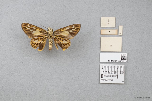 Pyroneura derna