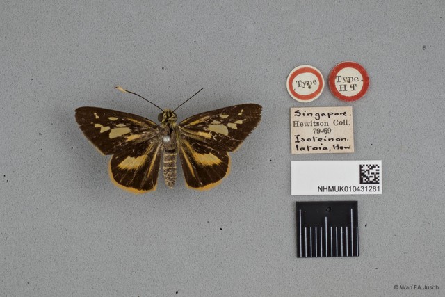 Pyroneura latoia