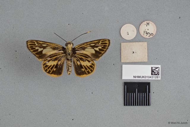Pyroneura latoia