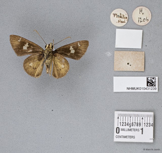 Scobura sp. "cf. phiditia"