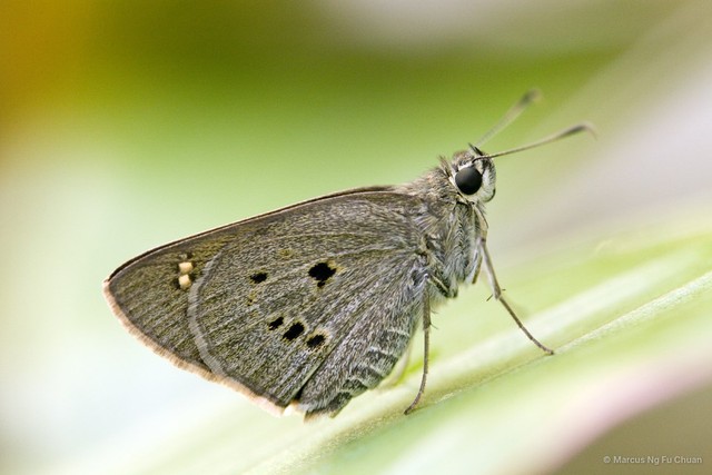 Suastus gremius gremius • © Marcus Ng Fu Chuan • All Rights Reserved